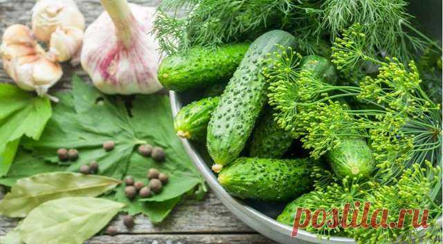 Лучшие рецепты малосольных огурцов — Дачный участок