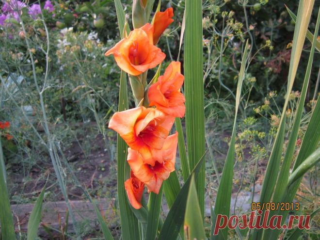 гладиолус