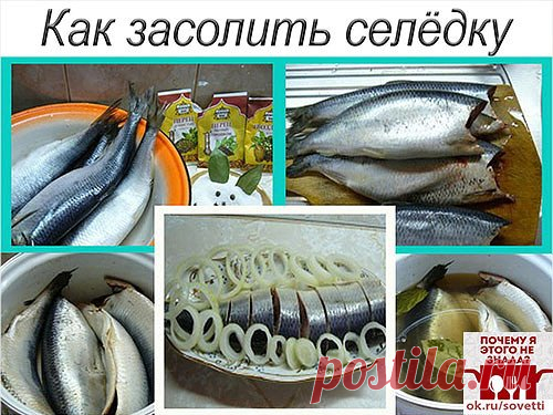 Как засолить селедку
А какая получается вкуснятина… Больше никогда не покупаю магазинную соленую селедку!
Скажу вам более… этот рецепт великолепно подходит для засолки скумбрии и любой красной рыбы.
Ингредиенты
- сельдь – 1 кг;
- поваренная соль – 6 стол. ложки без горки;
- перец душистый горошком – 10 шт.;
- сахарный песок – 3 стол. ложки;
- лавровый лист – 3-4 шт.;
- вода – 1 литр.
Приготовление
1. Наливаем в кастрюлю воду и доводим ее до кипения.
2. Добавляем к воде сахарный песок, поварен