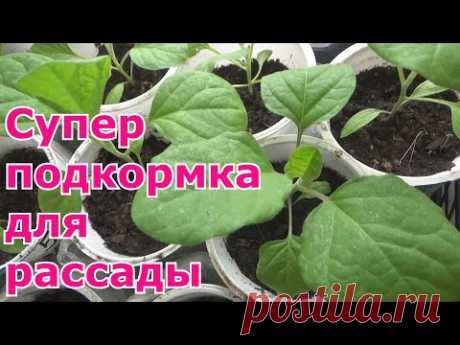 Лучшая подкормка для рассады своими руками