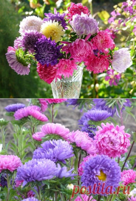 (55) Одноклассники