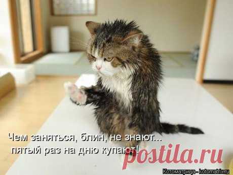 Котоматрица: Свежак