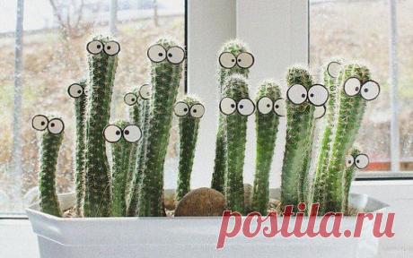 Идея оформления кактусов | Упрости себе жизнь