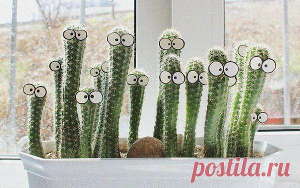 Идея оформления кактусов | Упрости себе жизнь