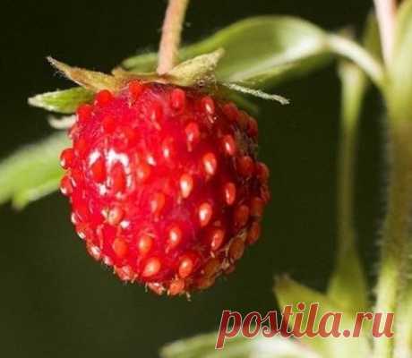 Растения, которые можно принести в свой сад из природы