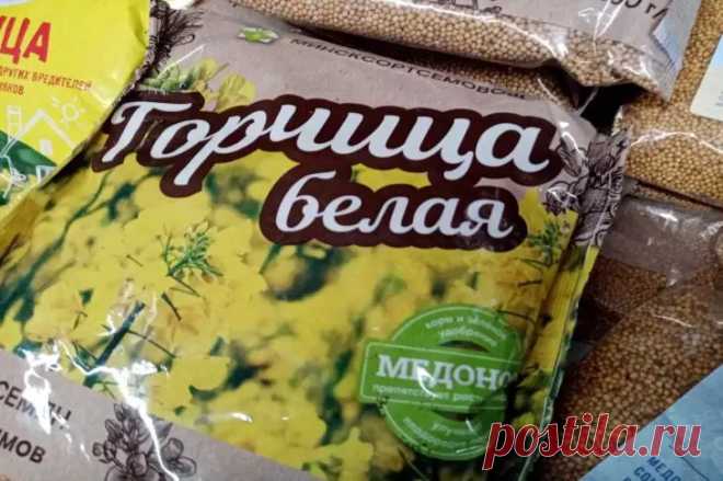 Какой сидерат нужно посеять в августе: чудеса на пустом месте. Горчица отличается невероятной скоростью роста, успевая развиться до холодов.