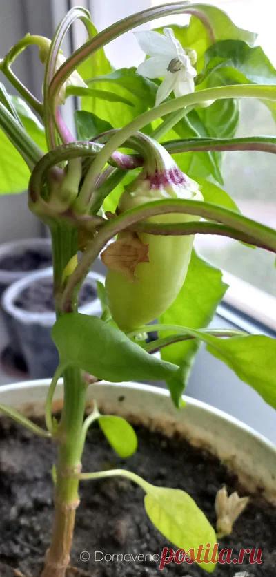 Как вырастить перец на подоконнике в горшке - Домовёнок-Арт