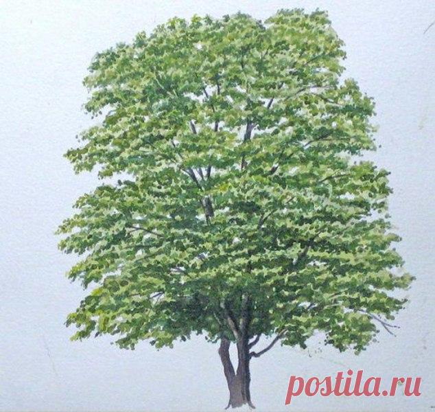 Как нарисовать дерево акварелью — Сделай сам, идеи для творчества - DIY Ideas