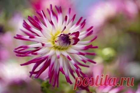 Embrace Brilliance It's dahlia time!