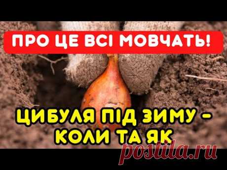 Саджай озиму цибулю СВОЄЧАСНО І ПРАВИЛЬНО! Дати посадки цибулі під зиму 2023