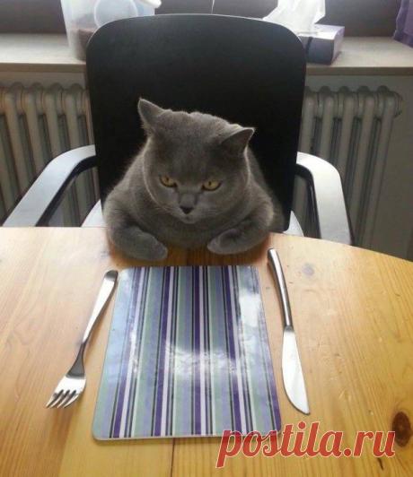 К приему пищи готов!