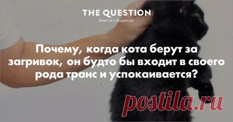 Инстинкт. Именно за загривок хватают кошки своих котят. Те замирают и поджимают лапки и хвост, для того, что бы не мешать своей транспортировке. Вырастая, коты не теряют эту свою особенность, поэтому и замирают от подобного захвата. ПС У меня кот. Он начхать хотел на все стереотипы о котах, так как жутко умный и поэтому пофигист.