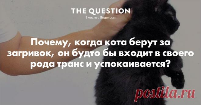 Инстинкт. Именно за загривок хватают кошки своих котят. Те замирают и поджимают лапки и хвост, для того, что бы не мешать своей транспортировке. Вырастая, коты не теряют эту свою особенность, поэтому и замирают от подобного захвата. ПС У меня кот. Он начхать хотел на все стереотипы о котах, так как жутко умный и поэтому пофигист.