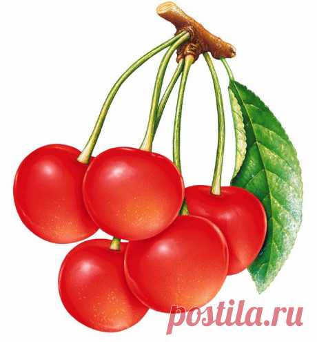клипарт «дары природы