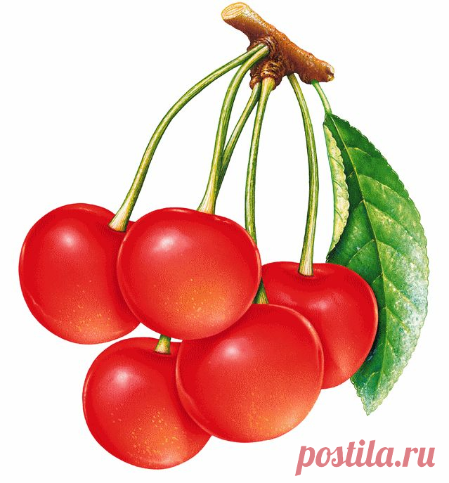 клипарт «дары природы