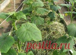 Огурцы в траншеях - двойной урожай - Садоводка