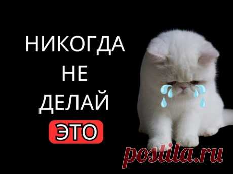 10 повседневных ошибок, которые вредят вашей кошке (а вы даже не подозреваете об этом!)
