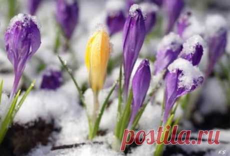 Какой церковный праздник сегодня 6 марта 2019 года Какой церковный праздник сегодня 6 марта 2019 года. Тимофей - Весновей. История праздника, традиции, обряды и приметы дня. Именинники 6 марта.