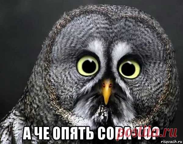 совы картинки: 14 тыс изображений найдено в Яндекс.Картинках