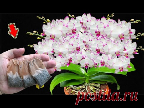 Положите 1 мешок в корень! Орхидеи цветут целый год, не увядая