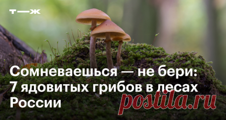 Сомневаешься — не бери 7 ядовитых грибов в лесах России