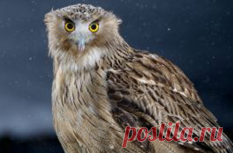 Животные | National Geographic Россия
