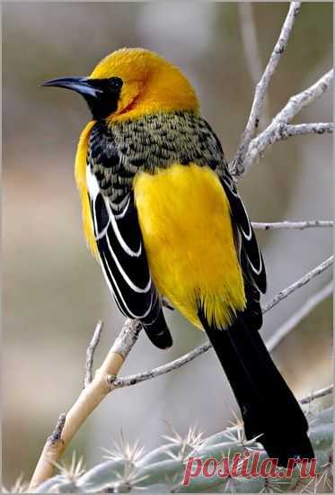 Hooded Oriole