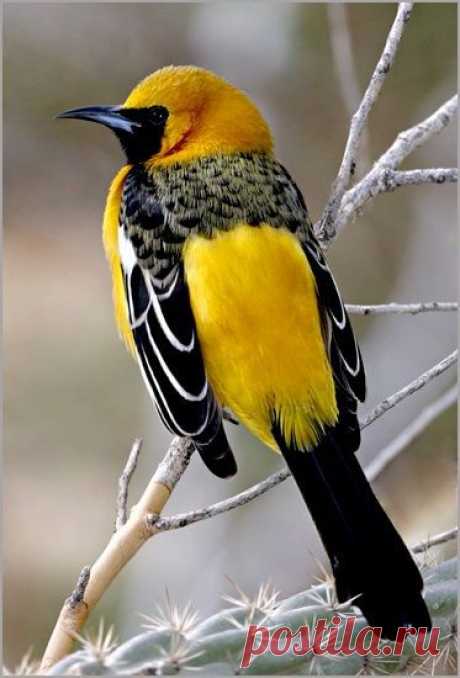 Hooded Oriole