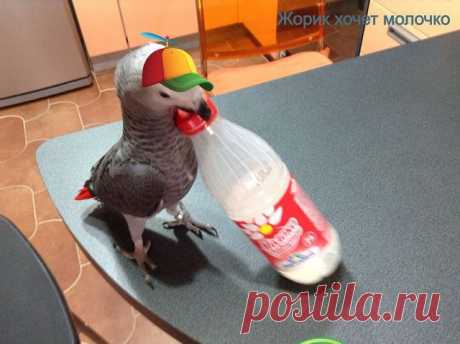 (2) Одноклассники