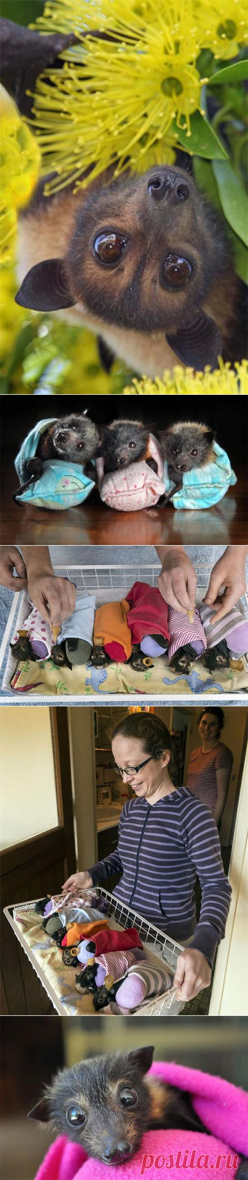 Летучая лисица в австралийском приюте Tolga Bat Hospital — Воротила