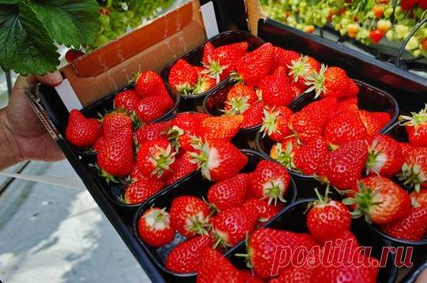 Подкормка клубники средстами из аптеки. Мой урожай клубники - 400 кг с сотки | Урожайный огород | Яндекс Дзен