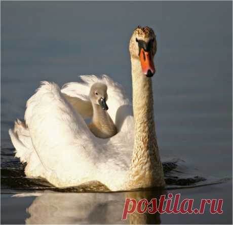 Самые лучшие снимки удивительного мира животных...