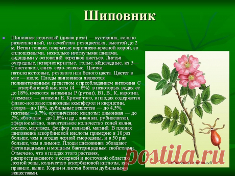 Шиповник