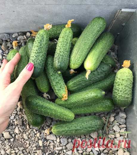 Всем рекомендую посадить именно эти сорта огурцов. Они завалят вас вкуснейшим урожаем | Волшебная грядка | Яндекс Дзен