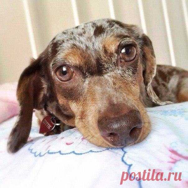 Я ЛЮБЛЮ ЖИВОТНЫХ