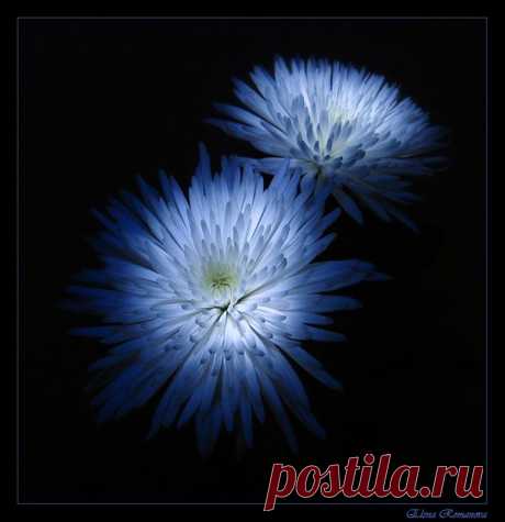 Астра...льный натюрморт