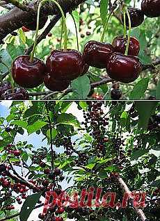 Письмо «Как правильно вырастить крупную сладкую вишню? и другие материалы. Новое в Вашей подборке на Постила.ru» — Постила.ru — Яндекс.Почта