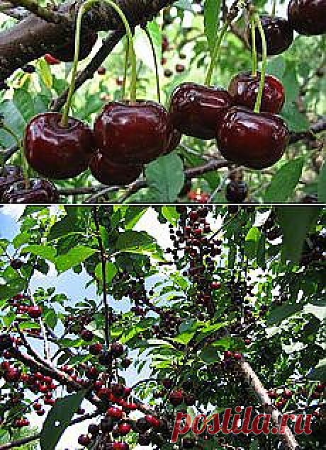 Письмо «Как правильно вырастить крупную сладкую вишню? и другие материалы. Новое в Вашей подборке на Постила.ru» — Постила.ru — Яндекс.Почта