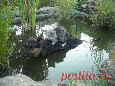 (47) Одноклассники