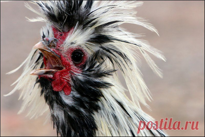 Вы, чайлдфри, все импотенты, ко ко ко!