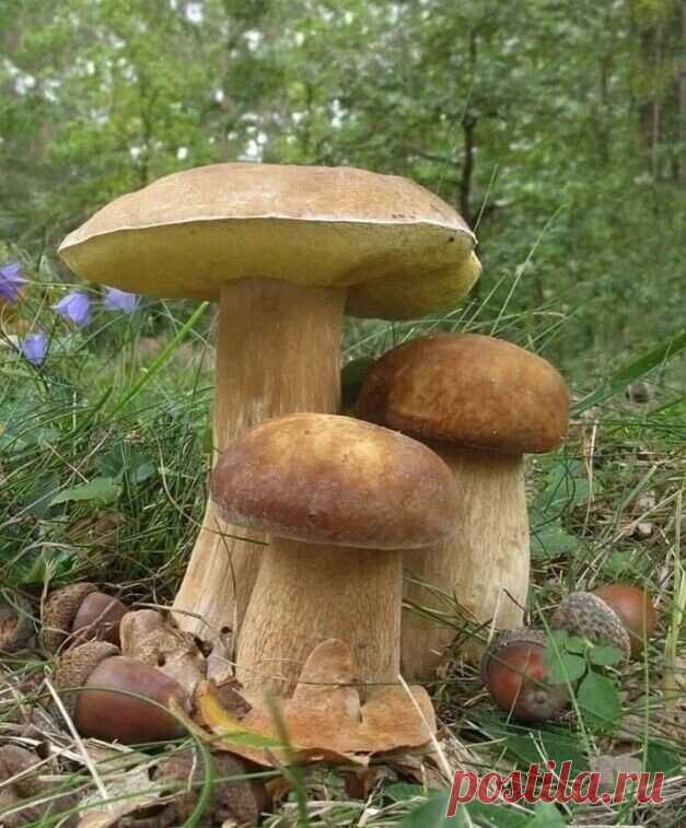 ღ
