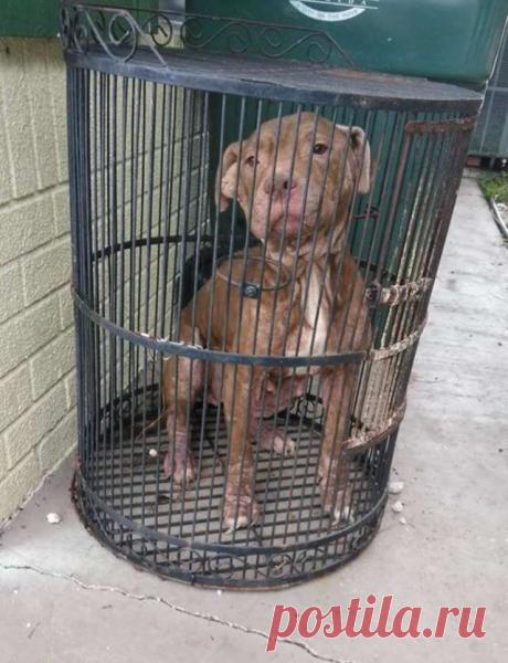 Собаку заперли в птичьей клетке! Она боялась даже дышать... Кто-то решил, что она — попугай…
Странная история произошла недавно с одной милой собакой из Окленд-Парка (Флорида).

Её хозяева, видимо, прогуливались по стройке без каски, нарушив правила безопасности, от чего серьёзно пострадали. Или, возможно, это были последствия тяжёлого менингита, или же р