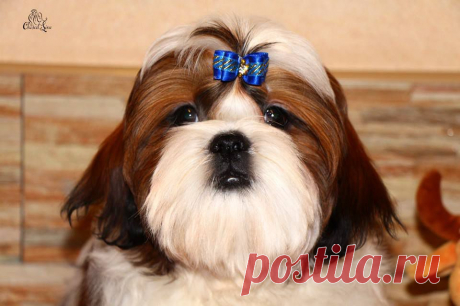 Щенок ши-тцу из питомника Чесвет Лайн