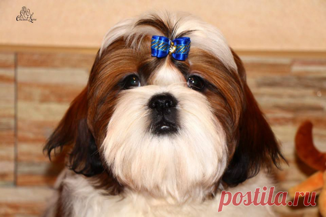 Щенок ши-тцу из питомника Чесвет Лайн