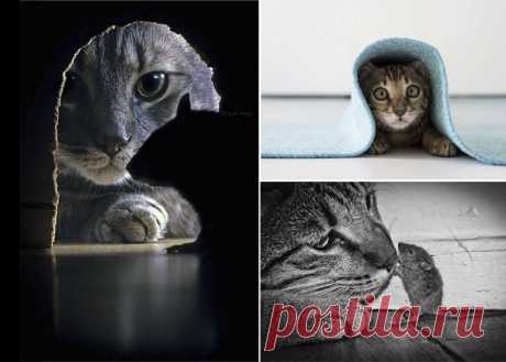 &quot;Животная&quot; фотосессия: кошки в главной роли | Фотография | Фотография