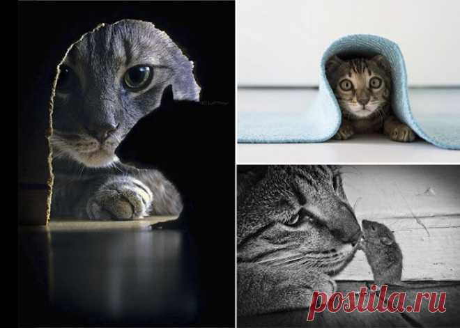 "Животная" фотосессия: кошки в главной роли | Фотография | Фотография