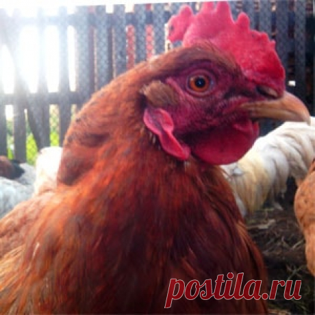 Куры чихают и хрипят: мой опыт лечения хрипов у кур Хрипы, чихание, кашель у кур могут возникнуть внезапно, по сути - это симптомы простудного заболевания, птицевод должен знать, почему хрипят куры, что делать, чем и как быстро вылечить птицу