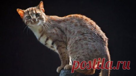 Редкие представители семейства кошачьих, о которых мало кто знает / Питомцы