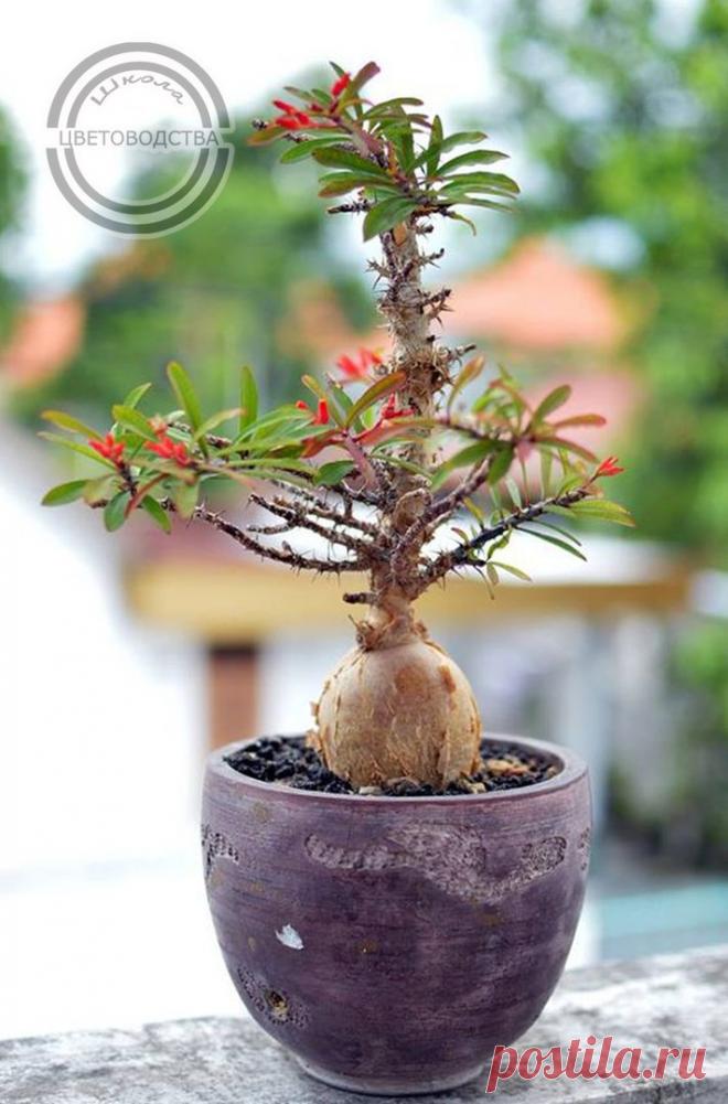 Школа Цветоводства | Цветы Растения