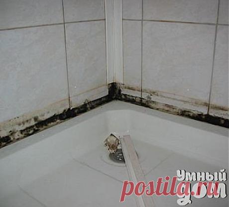 как избавиться от плесени